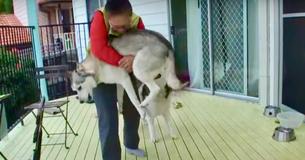 Husky Overjoyed To Meet His Grandma Again After Two Years Apart Husky Overjoyed To Meet His Grandma Again After Two Years Apart