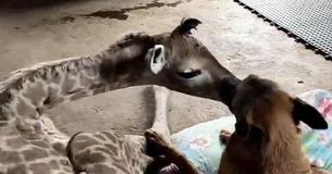 Dog Sweetly Watches Over Abandoned Baby Giraffe Dog Sweetly Watches Over Abandoned Baby Giraffe