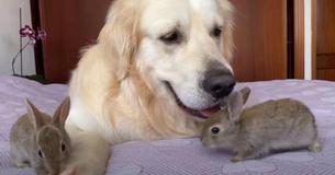 Baby Rabbits Believe Golden Retriever Is Their Mom And He Is Delighted To Take Them In Baby Rabbits Believe Golden Retriever Is Their Mom And He Is Delighted To Take Them In