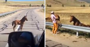 Man Rescues Scared Foal Separated From Mother Man Rescues Scared Foal Separated From Mother