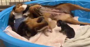 Rescue Dog Adopts Kittens Following Tragic Death Of Her Own Puppies Rescue Dog Adopts Kittens Following Tragic Death Of Her Own Puppies