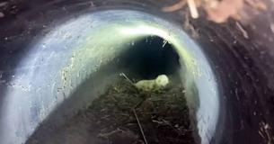 Police Officers And Firefighters Team Up In Order To Rescue Newborn Kittens From Storm Drain Police Officers And Firefighters Team Up In Order To Rescue Newborn Kittens From Storm Drain