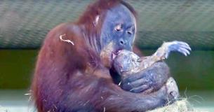 Una orangután da a luz a su bebé y camina orgullosa con su cría en brazos para mostrarla a los humanos Una orangután da a luz a su bebé y camina orgullosa con su cría en brazos para mostrarla a los humanos