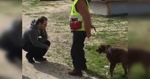 Længe forsvundet hund er ved at briste af glæde, da hun indser, at mennesket foran hende er hendes ejer Længe forsvundet hund er ved at briste af glæde, da hun indser, at mennesket foran hende er hendes ejer