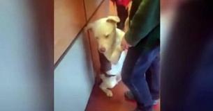 Hund klamrer sig til ejeren på internatet, idet han forstår, at han bliver givet væk Hund klamrer sig til ejeren på internatet, idet han forstår, at han bliver givet væk