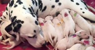 Kort nadat dalmatiër pups zijn geboren, beseft de dierenarts dat hij een grote fout heeft gemaakt Kort nadat dalmatiër pups zijn geboren, beseft de dierenarts dat hij een grote fout heeft gemaakt