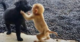 Weesaapje gaat naar nieuwsgierige puppy's toe – kort daarna zijn ze bekend op het internet Weesaapje gaat naar nieuwsgierige puppy's toe – kort daarna zijn ze bekend op het internet