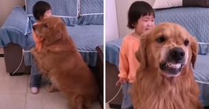 Loyal Golden Retriever beskytter tårefuld pige, da hun bliver skældt ud af sin mor Loyal Golden Retriever beskytter tårefuld pige, da hun bliver skældt ud af sin mor