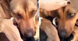 Ulykkelig mor hund græder glædestårer, da hun bilver genforenet med sine hvalpe Ulykkelig mor hund græder glædestårer, da hun bilver genforenet med sine hvalpe