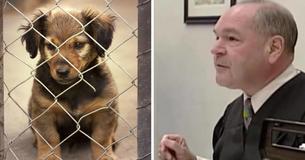 Rechter gebruikt vonnis om dierenmishandelaars een koekje van eigen deeg te geven Rechter gebruikt vonnis om dierenmishandelaars een koekje van eigen deeg te geven