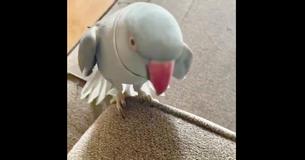 Ringneck Parakeet Throws Verbal Tantrum As His Human Says She’s Going Out For A Short While Ringneck Parakeet Throws Verbal Tantrum As His Human Says She’s Going Out For A Short While