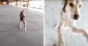 Dog Who Was Missing For Months In Tears When His Dad Finally Finds Him Dog Who Was Missing For Months In Tears When His Dad Finally Finds Him