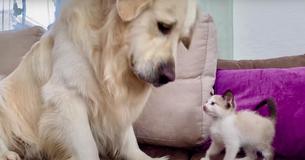 Fluffy Golden Retriever And New Baby Kitten Play Together For First Time Fluffy Golden Retriever And New Baby Kitten Play Together For First Time