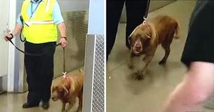Military K9 Is Separated From Beloved Sergeant — Two Years Pass And Dog Hears Him Crying Her Name Military K9 Is Separated From Beloved Sergeant — Two Years Pass And Dog Hears Him Crying Her Name