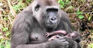 Gorilla Mom Who Lost Her First Baby One Year Ago Seen Cradling Her Newborn Gorilla Mom Who Lost Her First Baby One Year Ago Seen Cradling Her Newborn