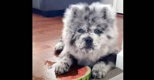 Netizens Are Captivated By Adorable Fluffy Oreo-Colored Dog And His Unique Markings Netizens Are Captivated By Adorable Fluffy Oreo-Colored Dog And His Unique Markings