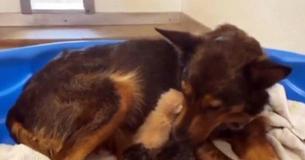Rescue Dog Adopts Kittens Following Loss Of Her Puppies Rescue Dog Adopts Kittens Following Loss Of Her Puppies