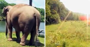 Elefant venter i flere uger på sin bedste ven - vi så heldigvis da han kom rundt om hjørnet Elefant venter i flere uger på sin bedste ven - vi så heldigvis da han kom rundt om hjørnet