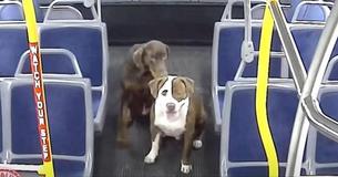 Bus Driver Rescued Two Missing Dogs And Halts Bus Driver Rescued Two Missing Dogs And Halts