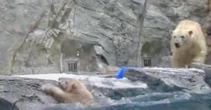 Mother Polar Bear Rushes To Help Her Cub After He Slips Into The Water Mother Polar Bear Rushes To Help Her Cub After He Slips Into The Water