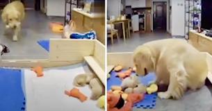 Mother Golden Retriever Tries To Comfort Her Whining Puppies By Bringing Them Their Favorite Toys Mother Golden Retriever Tries To Comfort Her Whining Puppies By Bringing Them Their Favorite Toys