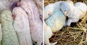 Farmer Is Stunned As Dog Delivers Litter Of Five And One Of Them Is Bright Green Farmer Is Stunned As Dog Delivers Litter Of Five And One Of Them Is Bright Green