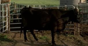 Cow Gives Birth To Calves So Extraordinary That Their Chance Of Survival Was One In Eleven Million Cow Gives Birth To Calves So Extraordinary That Their Chance Of Survival Was One In Eleven Million