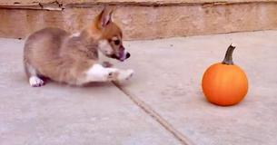 Adorable Pup Challenges Dubious Pumpkin To Fight Adorable Pup Challenges Dubious Pumpkin To Fight