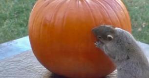 Squirrel Finds Pumpkin And Carves It Out For Spooky Day Squirrel Finds Pumpkin And Carves It Out For Spooky Day