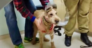 Heartwarming Occasion Formerly Blind Dog Looks At His Family After Surgery Heartwarming Occasion Formerly Blind Dog Looks At His Family After Surgery
