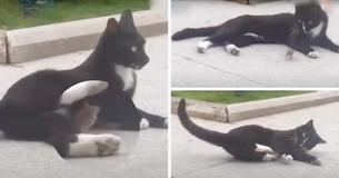 The Real-Life Tom And Jerry — Mouse Runs Up To A Cat To Nuzzle After Being Chased Around The Real-Life Tom And Jerry — Mouse Runs Up To A Cat To Nuzzle After Being Chased Around