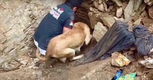 Anxious Dog Mom Helps Rescuers Dig To Free Puppies Under Rubble Anxious Dog Mom Helps Rescuers Dig To Free Puppies Under Rubble