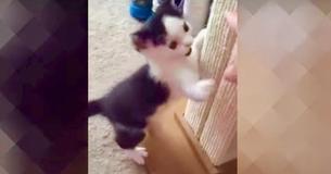 Kitten Scheduled For Euthanasia Rescued By Woman Kitten Scheduled For Euthanasia Rescued By Woman