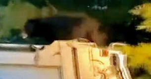 Bear Seen Riding On Roof Of Garbage Truck In Pennsylvania Bear Seen Riding On Roof Of Garbage Truck In Pennsylvania