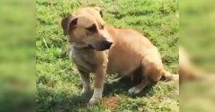 Traumatized Dog With Scars On Her Back And Head Can’t Believe She Is Finally Rescued Traumatized Dog With Scars On Her Back And Head Can’t Believe She Is Finally Rescued