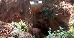 Grateful Wild Elephants Salute Men For Rescuing Their Infant Elephant From A Ditch Grateful Wild Elephants Salute Men For Rescuing Their Infant Elephant From A Ditch