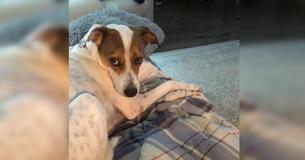 Jack Russell 'dør indeni' efter at have kastet sin tøjbamse på jorden ved en fejl Jack Russell 'dør indeni' efter at have kastet sin tøjbamse på jorden ved en fejl
