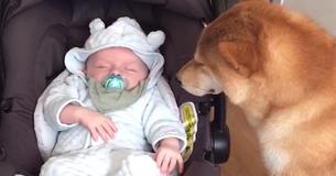 Hundens reaktion overfor mor, der bringer baby med hjem fra hospitalet, samler mange fans Hundens reaktion overfor mor, der bringer baby med hjem fra hospitalet, samler mange fans
