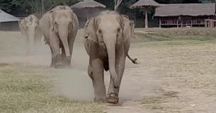 Baby Elephant Joyfully Runs To Greet Tractor Driver Friend Baby Elephant Joyfully Runs To Greet Tractor Driver Friend