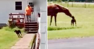 Dog Dashes Out Of House With Carrot For Her Horse BFF Dog Dashes Out Of House With Carrot For Her Horse BFF