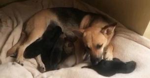 Pregnant Dog Left Behind By Family Sits Day And Night In Front Of House Pregnant Dog Left Behind By Family Sits Day And Night In Front Of House