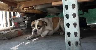 Dog Left Behind Covered In Oil At Auto Shop After The Owner Moves Out Dog Left Behind Covered In Oil At Auto Shop After The Owner Moves Out