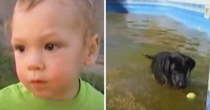 As Toddler Drowns In Pool Fast-Acting Dog Dives In To Rescue Him As Toddler Drowns In Pool Fast-Acting Dog Dives In To Rescue Him
