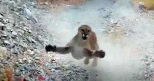 Hiker Survives Nightmarish Encounter With Cougar Who Ran Him Down Trail Hiker Survives Nightmarish Encounter With Cougar Who Ran Him Down Trail
