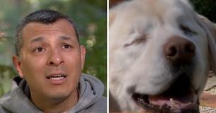 Blind Labrador That Went Missing For Eight Days Found By Neighbor Who Thought She Was A Garbage Bag By The River Blind Labrador That Went Missing For Eight Days Found By Neighbor Who Thought She Was A Garbage Bag By The River