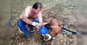 Truck Driver Comes To Aid Of Dehydrated Maned Wolf That Collapsed Below His Vehicle Truck Driver Comes To Aid Of Dehydrated Maned Wolf That Collapsed Below His Vehicle