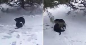 Hund finder frysende kat udenfor og begynder straks at trække den mod sit hundehus Hund finder frysende kat udenfor og begynder straks at trække den mod sit hundehus