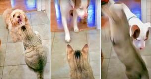 Calling For Bark-Up — Puppy Goes To Bigger Dog For Protection After Cat Takes Swipe At Him With His Claws Calling For Bark-Up — Puppy Goes To Bigger Dog For Protection After Cat Takes Swipe At Him With His Claws