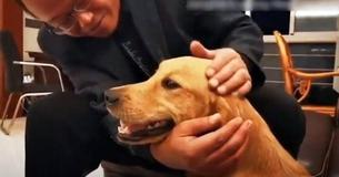 Golden Retriever Spends Two Weeks Walking Over 60 Miles To Find Owners After They Left Her At Friend's House For Temporary Care Golden Retriever Spends Two Weeks Walking Over 60 Miles To Find Owners After They Left Her At Friend's House For Temporary Care