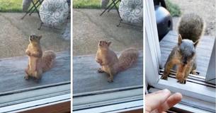 Wild Squirrel Waits Patiently At Window Each Morning To Receive Peanut Wild Squirrel Waits Patiently At Window Each Morning To Receive Peanut